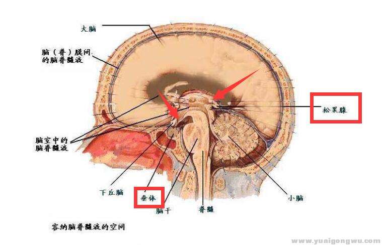 蝶鞍区和松果区.jpg