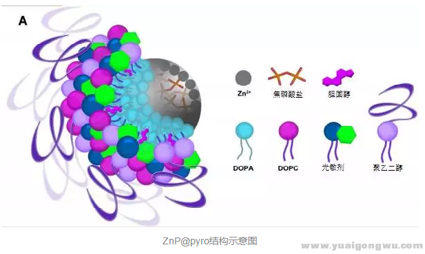 ZnP@pyro结构示意图