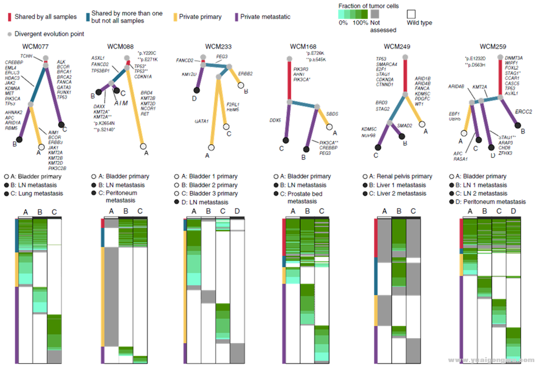 图3.6名患者（拥有3个样本以上）肿瘤组织系统进化分析