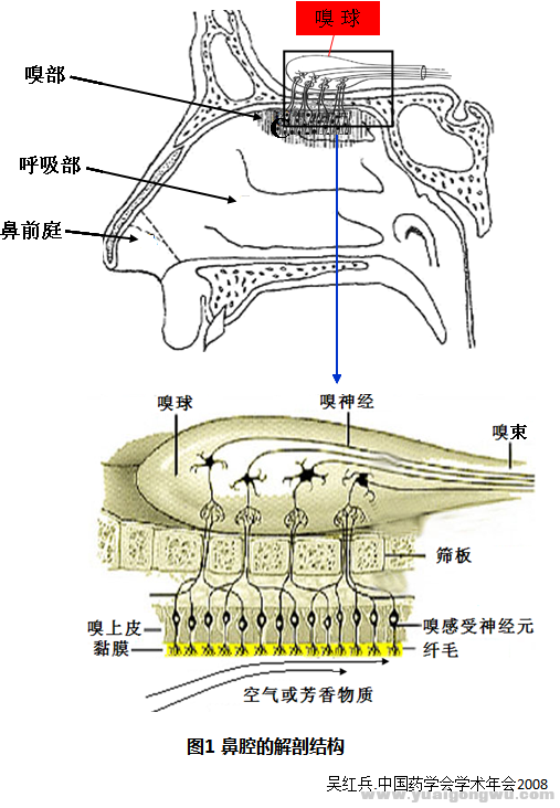 图1鼻腔结构