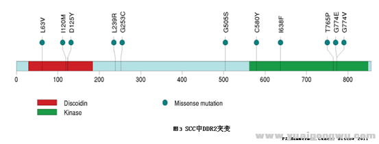 肺鳞癌的靶向治疗进展3.png